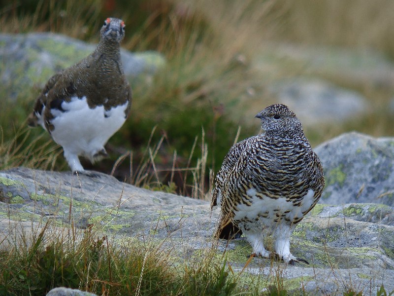 alpenschneehuhn couple