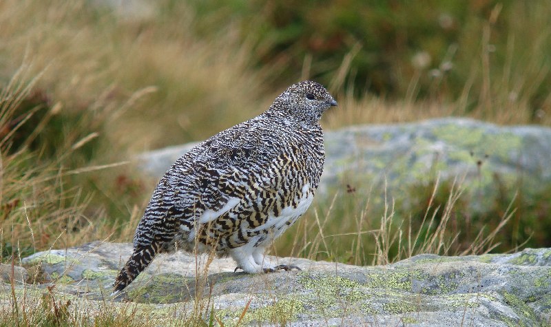 alpenschneehuhn fem