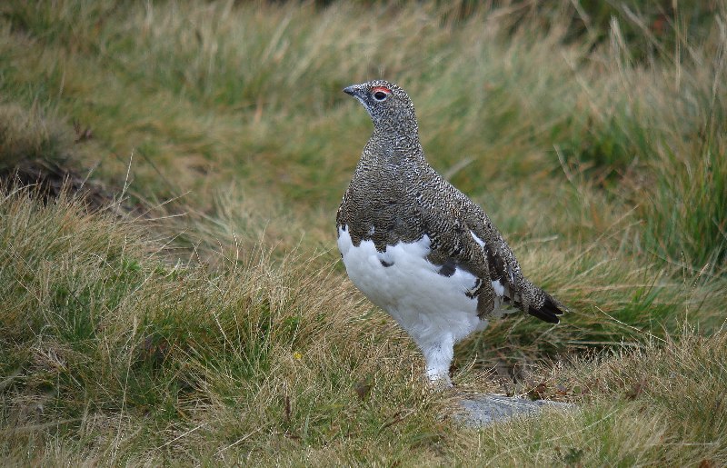 alpenschneehuhn male