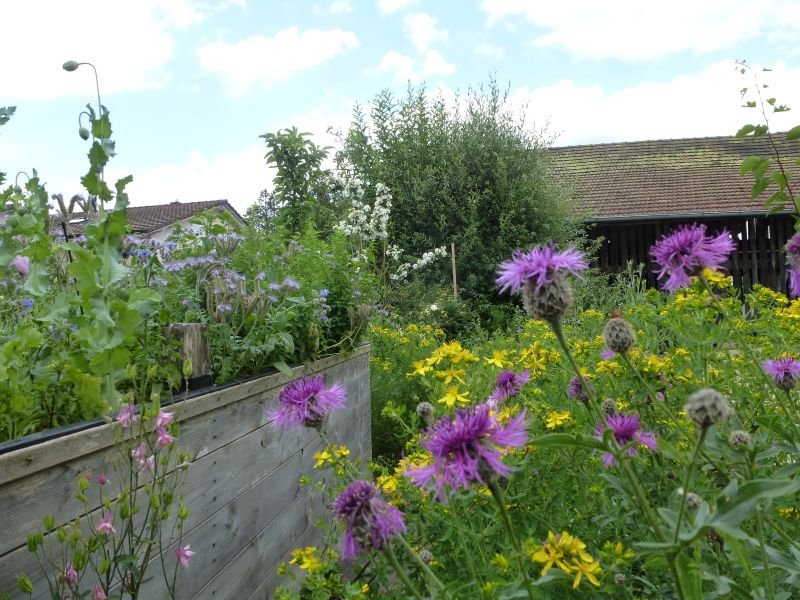 wiesenflockenblume johanniskraut
