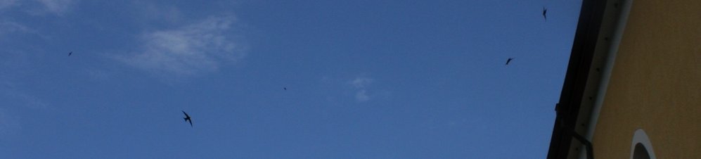 Fliegende Segler