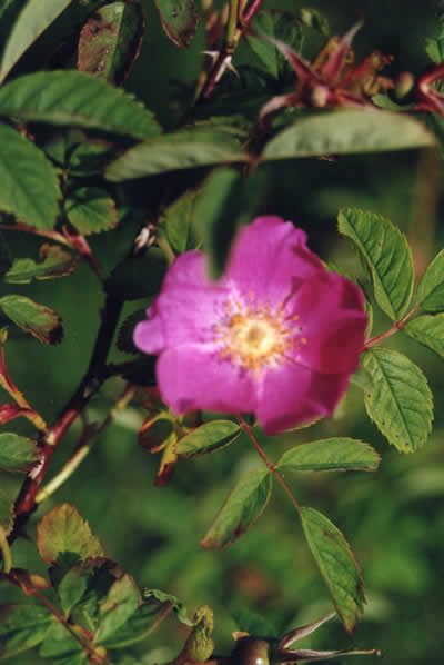 elgarten15