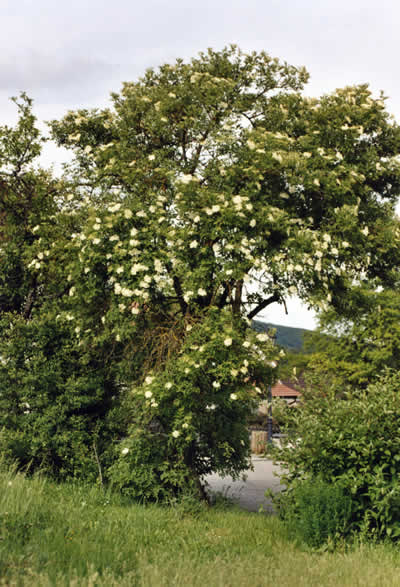 elgarten17