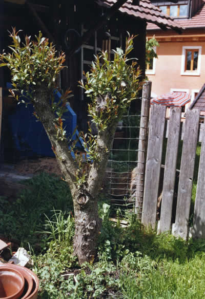 elgarten34