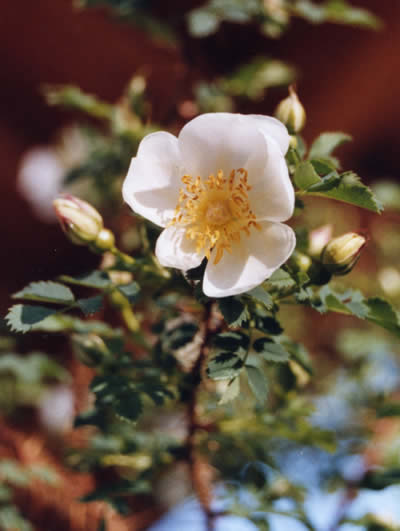 elgarten35