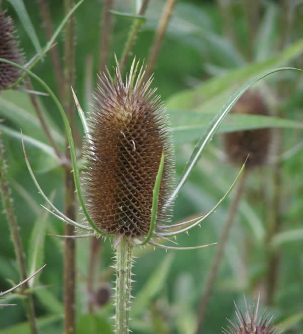 elgarten55