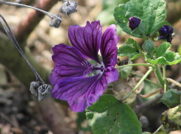 elgarten57