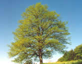 lindeklein