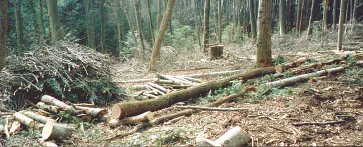 wald breitaufnahme