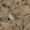 Grauammer, Laufner Feld, 4.4.2021, Foto: P.Walser