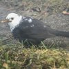 Amsel 17.1.21 in Erschwil