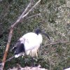 Ibis im Leukerfeld Wallis, N. Fuchs, Sommer 2020