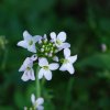 Wiesenschaumkraut "Bettseicher"