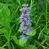 Kriechender Günsel ("blau")
