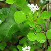 Kurstag 2: Wiesenpflanzen / Sträucher