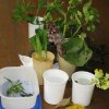 Kurstag 1: Frühblüher