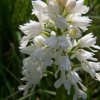 Helm-Knabenkraut Weisses (Albino)