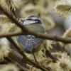 Blaumeise