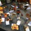 Pilz- und Waldexkursion