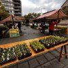 Wildpflanzenmarkt 20.4.2024 in Breitenbach
