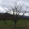 Obstbaum-Schneidetag 6.Feb. 16