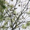 Exkursion Petite Camargue Alsacienne vom 17. Mai 2015