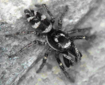 zebraspinne1